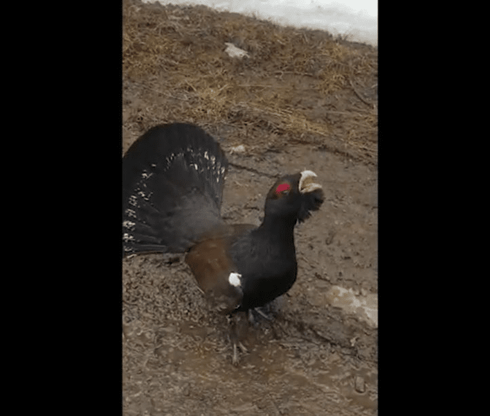 O nouă apariție a cocoșului de munte. Aproape trei sferuri dintre pui n-au supraviețuit iernii VIDEO
