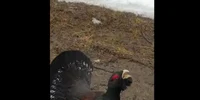 cocos de munte romsilva jpg