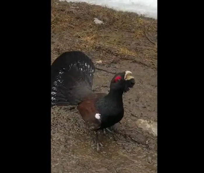 Cocoș de munte. Captură Video Romsilva