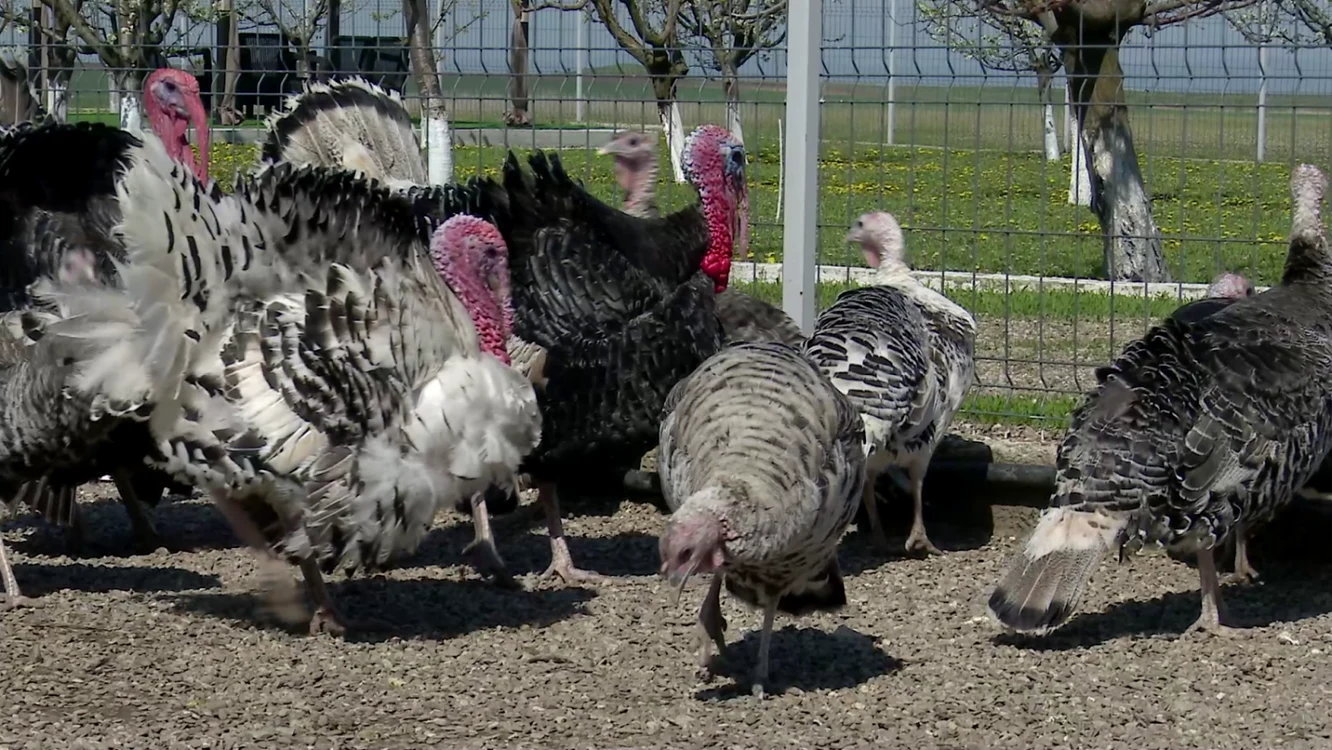 Curcanii se vând bine de Paşte şi Crăciun