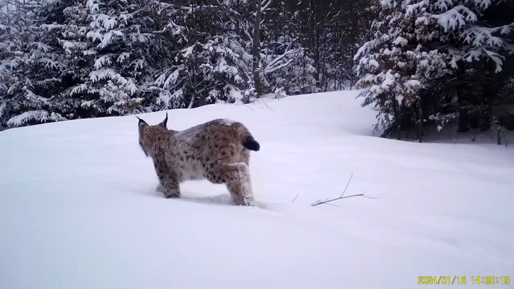 Cea mai mare și frumoasă felină din Europa, surprinsă în Munții Apuseni. Splendoare în zăpadă VIDEO
