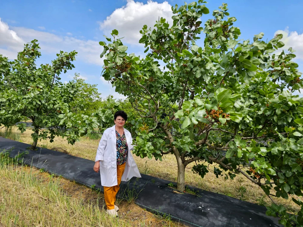 femeie_in_livada_arbori_exotici