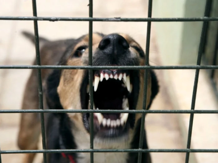 Câinele a fost dus la adăpostul canin de la Breasta