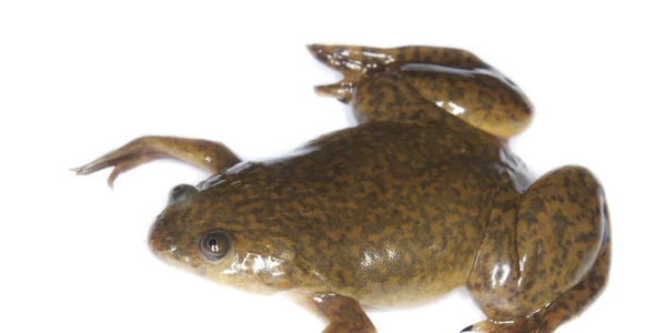 Xenopus laevis broasca africana foto wikipedia