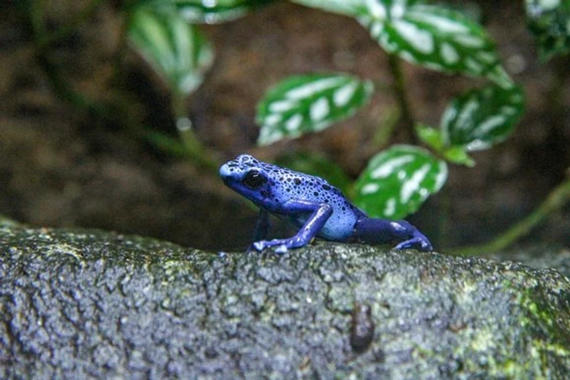 Specie de broască cu pielea albastrăFOTO: Unsplash.com