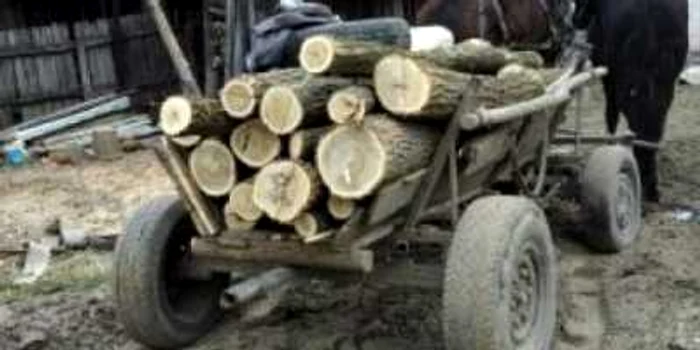 Hoţii au fost prinşi cu lemnele în căruţă