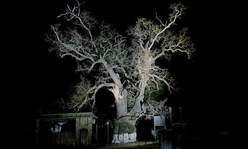 Istoria arborilor bătrâni din România jpeg