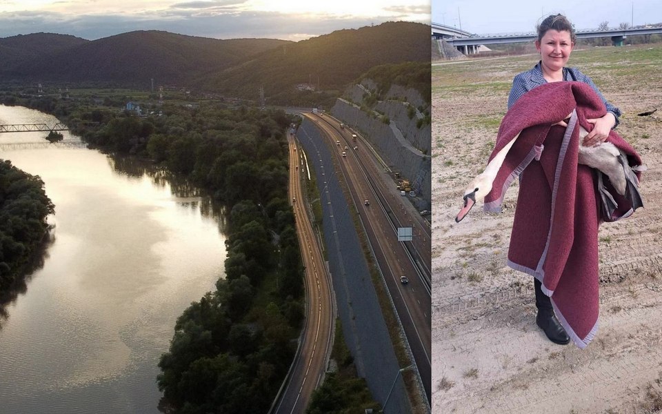 Apariție ciudată pe Autostrada Lugoj-Deva. Lebădă salvată de polițiști din calea mașinilor VIDEO
