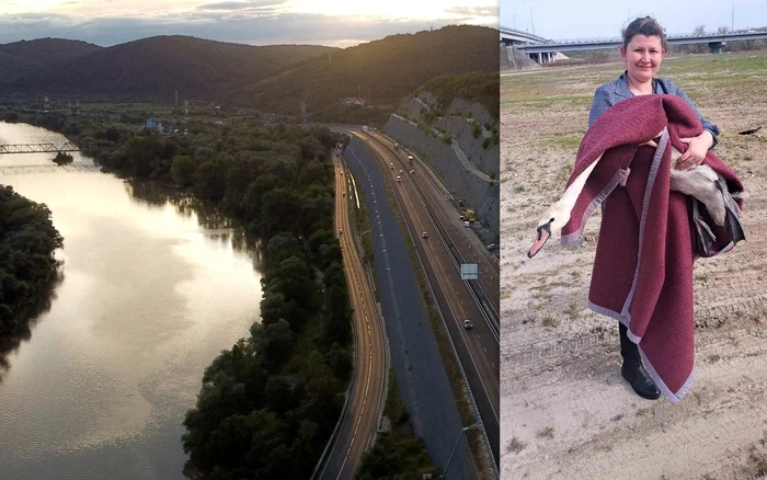 Lebădă salvată de pe Autostradă. Foto: Daniel Guță / IPJ Hunedoara