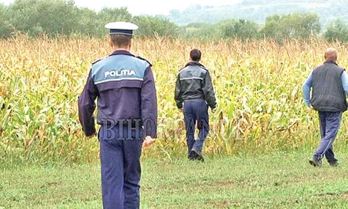 Poliţiştii au scotocit lanul de porumb în căutarea criminalului jpeg