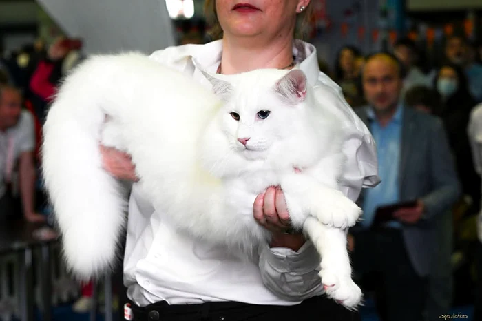 Wild Forests Nordri3 jpg