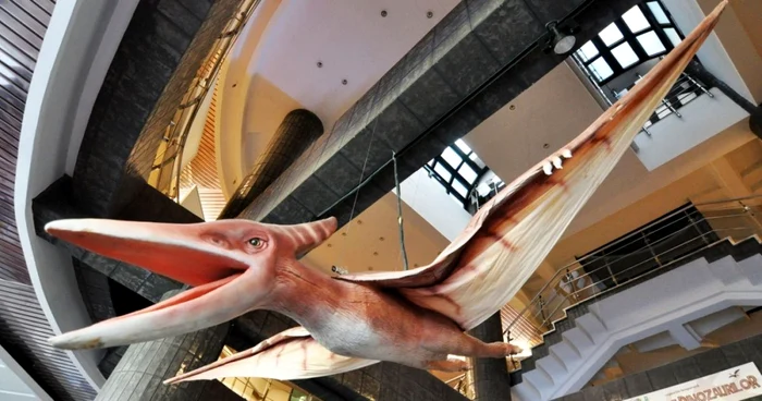 Pteranodon, un dinozaur zburător Foto: CMSN