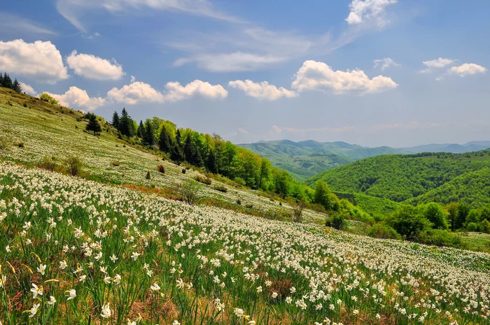 Este interzisă prin lege ruperea narciselor. FOTO: Shutterstock