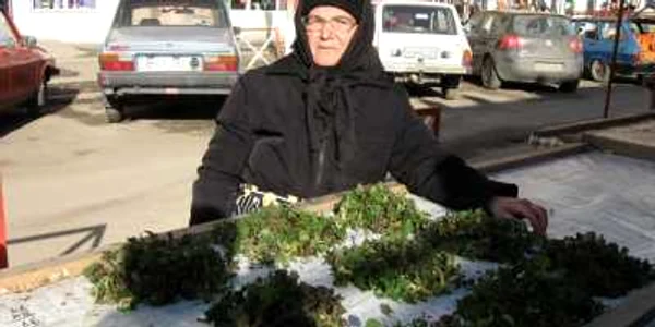 Urzicele sunt culese din pădurile din Dălhăuţi şi Voetin