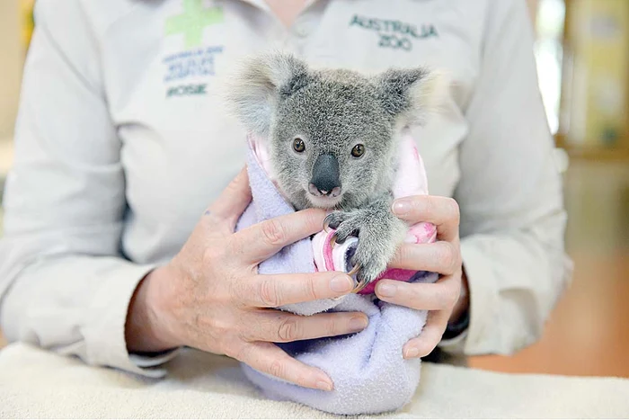  La început,  Shayne  a fost înfăşat  ca bebeluşii