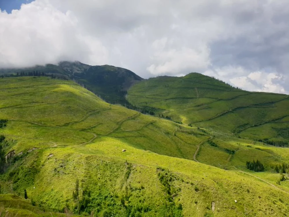Gheţarii realizaţi de Conservation Carpathia pentru păstrarea puieţilor destinaţi reconstrucţiei zonelor defrişate din Munţii Făgăraş