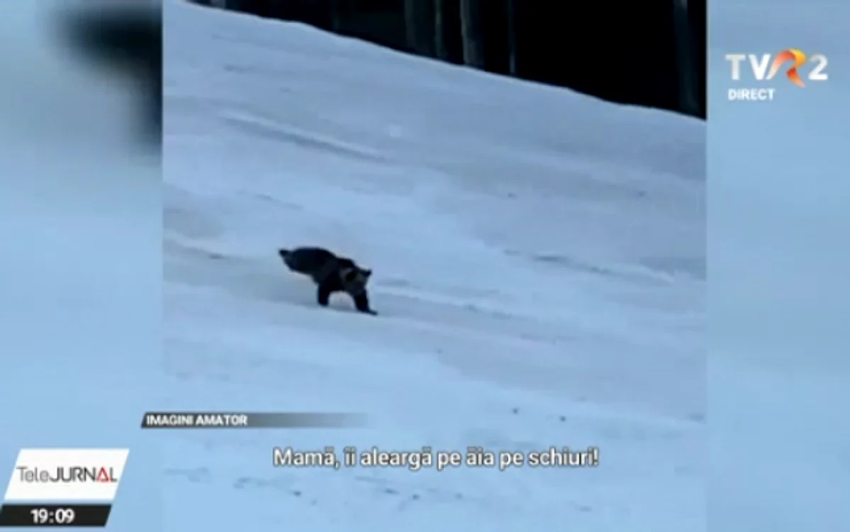 Urs filmat pe pârtia din Predeal FOTO captură TVR2