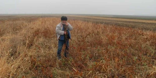 Romulus Oprescu arată că terenul este plin de buruieni, însă firma din Filiaşi cere subvenţie de la APIA pentru un pământ nemuncit