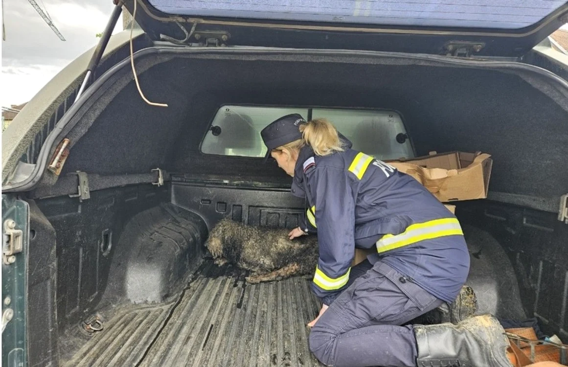 Câinele a fost salvat de pompieri FOTO: ISU Sibiu