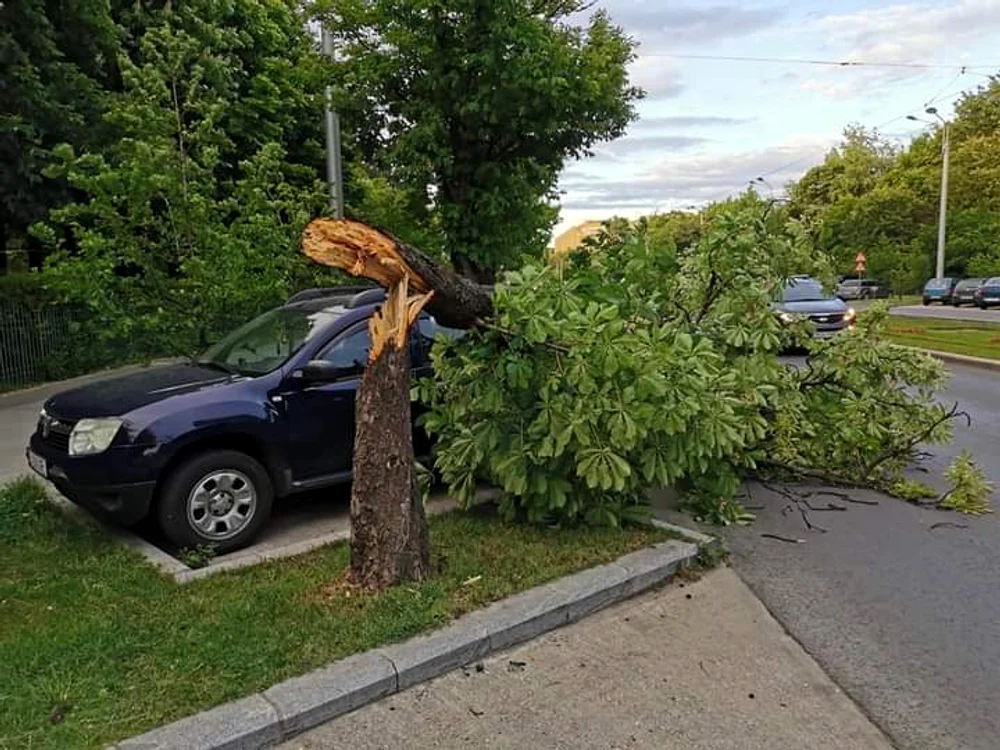 
    61 de copaci au căzut ieri în București  