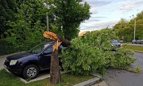 copac cazut pe masina jpeg