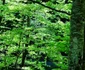 Hoţi de lemne surprinşi la furat de un pădurar şi puşi pe fugă cu focuri de armă în zona Valea lui Stan - Vâlcea Foto Facebook - în imagine o parte din arborii tăiaţi