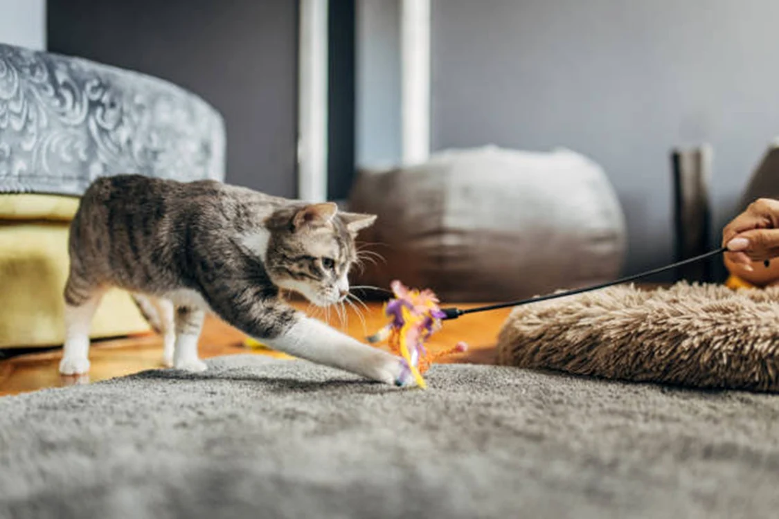 Gesturile sunt cruciale pentru a atrage atenția pisicilor / foto: IStock