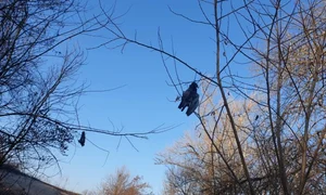 pasari spanzurate jpg