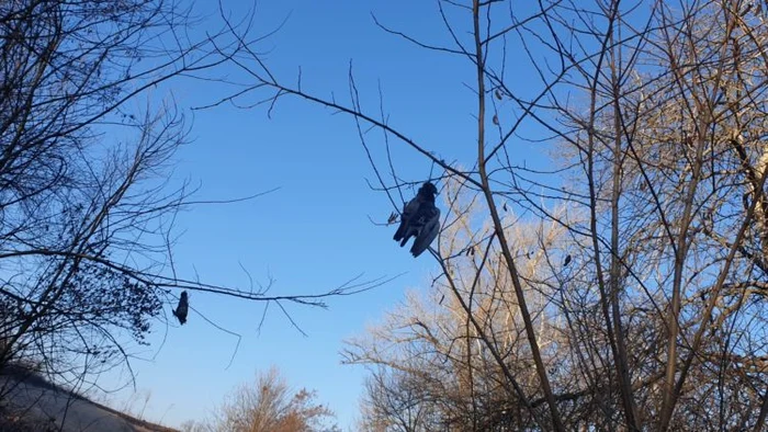 FOTO: Monitorul de Botoșani