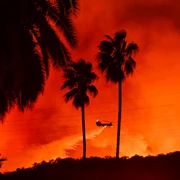 Palmieri incendiați în timpul incendiilor din LA, California, ianuarie 2025 GettyImages jpg