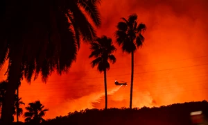 Palmieri incendiați în timpul incendiilor din LA, California, ianuarie 2025 GettyImages jpg