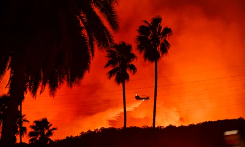 Palmieri incendiați în timpul incendiilor din LA, California, ianuarie 2025 GettyImages jpg