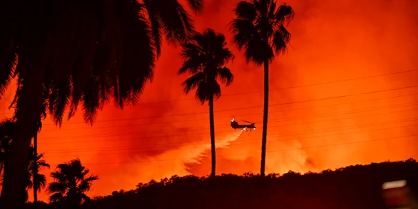 Palmieri incendiați în timpul incendiilor din LA, California, ianuarie 2025 GettyImages jpg