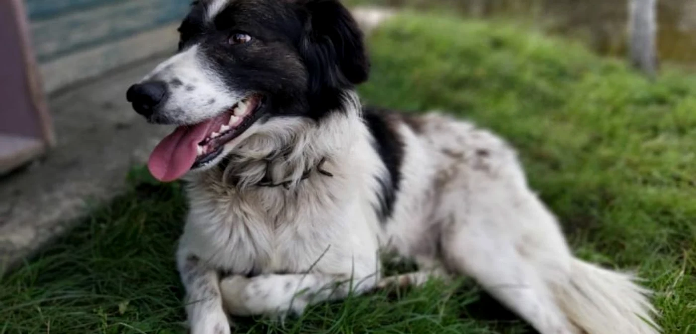 Cei care brutalizează câinii vor intra pe mâna Poliţiei Animalelor