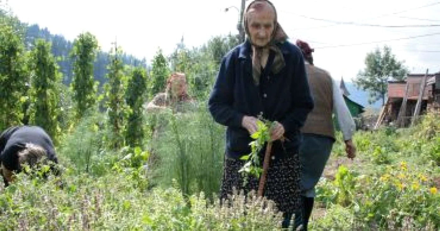 Iaşi: Regiunea pe scurt/ Vracii nemţeni alungă gripa cu ceaiuri şi aromoterapie