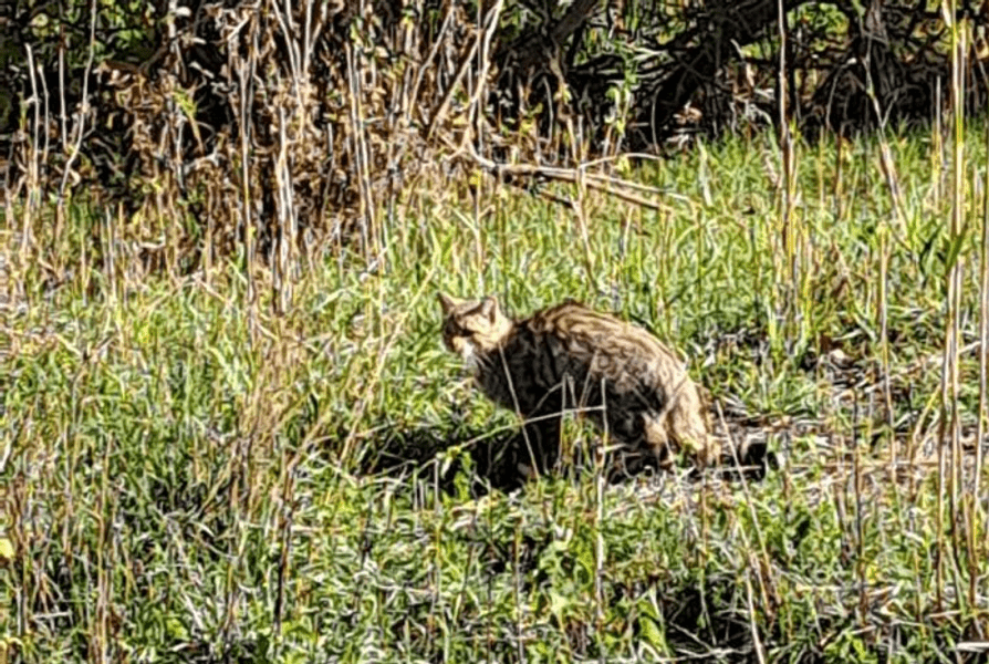 Imagini rare cu o pisică sălbatică într-o pădure din județul Vaslui. Felina își face siesta 