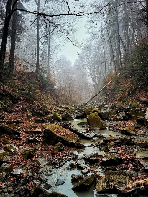 Peisaj din zona Dărmănești FOTO Nicu Stoica