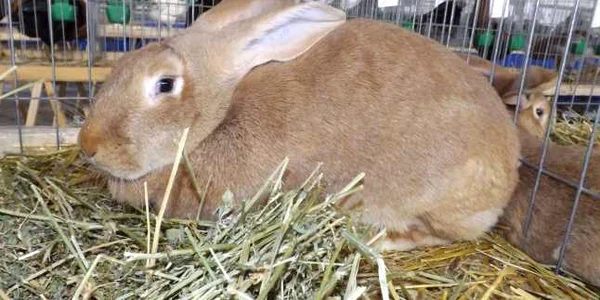 expoziţie de animale la turnu severin FOTO Corina Macavei 