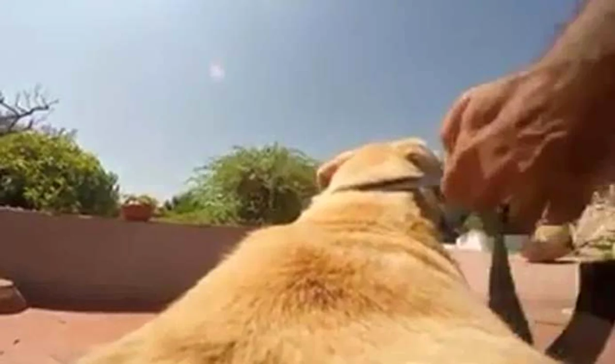 Câinele este lăsat liber şi o ia la fugă spre apă