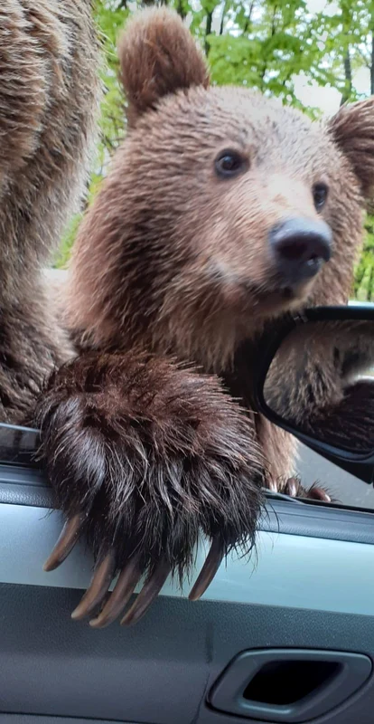 Ursul a fost fotografiat înainte de a o mușca pe femeie Foto: STV News jpeg