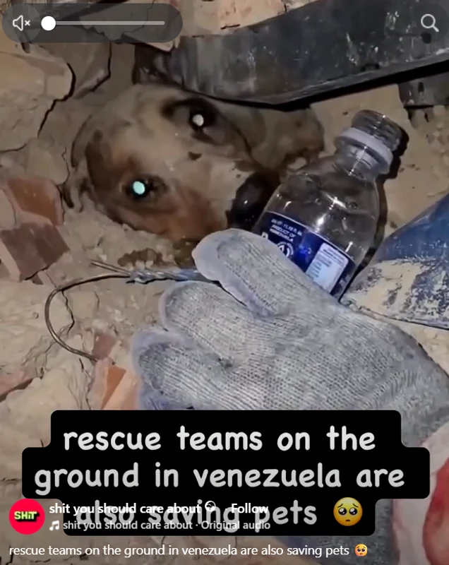Salvare câine dintre dărâmăturile provocate de cutremurul din Venezuela. FOTO: captură de ecran