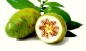 16fructele de nonijpg 1 jpeg