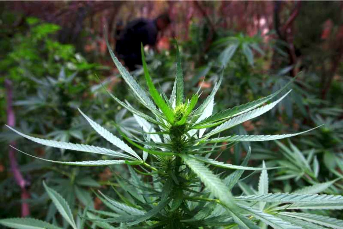 
    Americanii vor neapărat să legalizeze marijuana ( FOTO Arhiva Click!)  