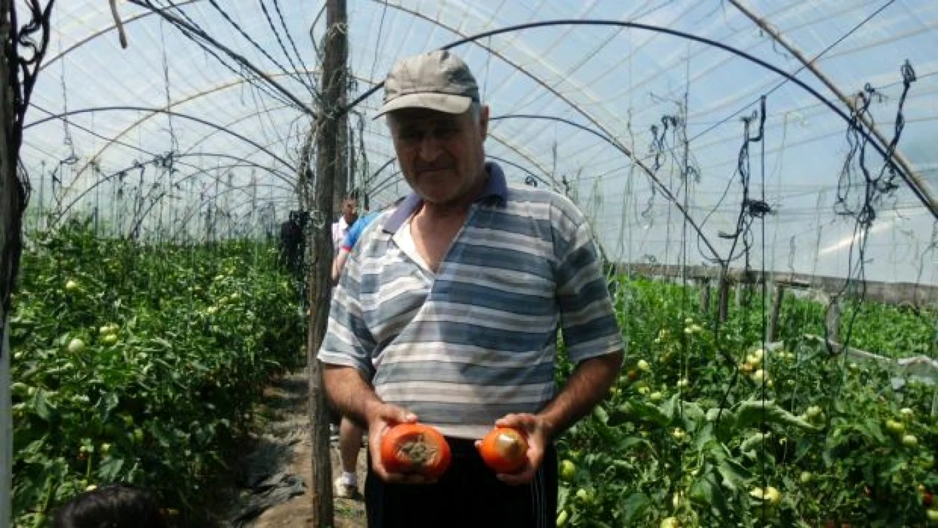 Producătorii de fructe şi legume care-au avut de pierdut de pe urma restricţiilor Rusiei vor fi despăgubiţi parţial de Guvern Foto: Adevărul