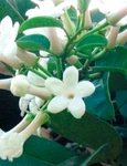 iasomia de Madagascar jpeg