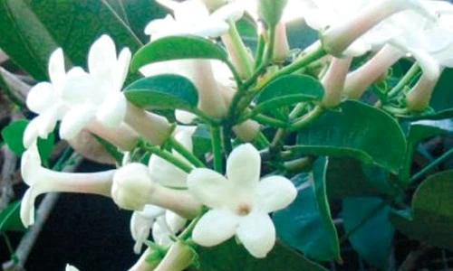 iasomia de Madagascar jpeg