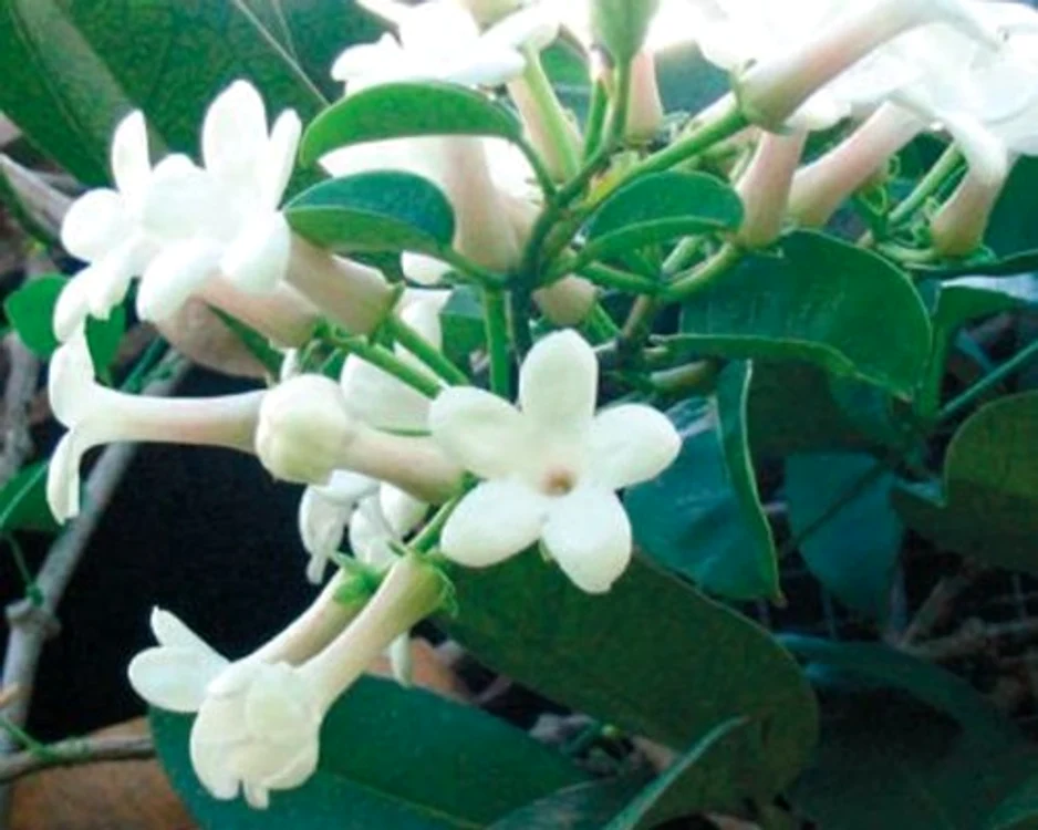iasomia de Madagascar jpeg