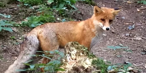 Foxi a devenit vedeta Canionului 7 Scări