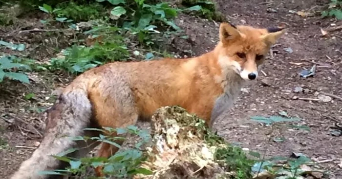 Foxi a devenit vedeta Canionului 7 Scări. FOTOfacebook.