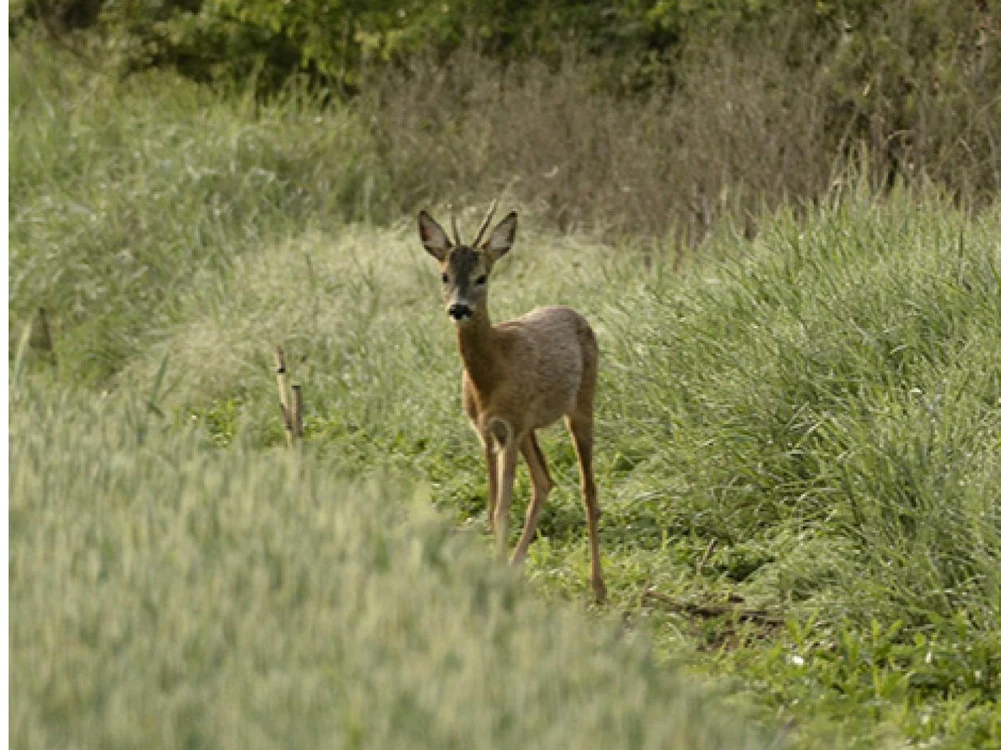 Fauna şi agricultura fac casă bună FOTO: ACDB
